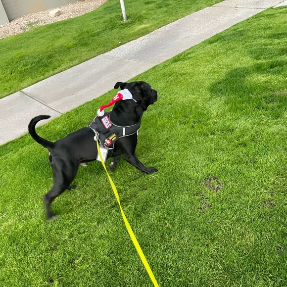 Meet your Posher, Chip - Picture 2 of 11